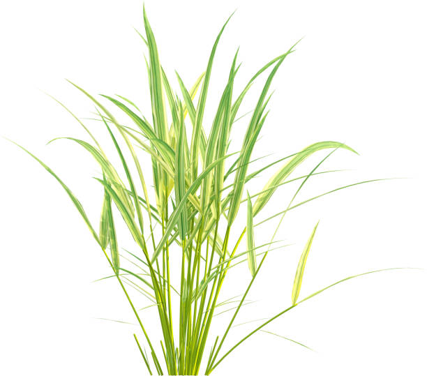 Hakonechloa is a genus of bunchgrass in the tribe Molinieae of the grass family, Poaceae, native to eastern Asia.Hakonechloa macra is a small, mostly shade-loving, clump-forming bunchgrass, slowly spreading in circumference.