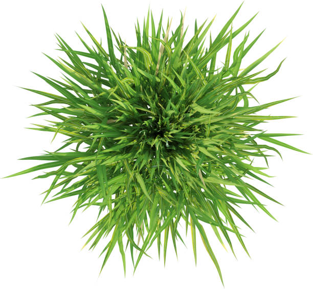 istock Top view of Ornamental Grass - Hakonechloa Macra 2156021498