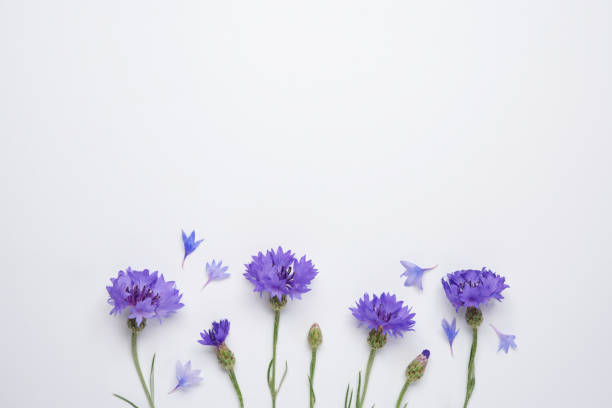 istock Blue cornflowers frame and border isolated on white background. Healthy eating and alternative medicine concept. Top view, flat lay. Space for text. Creative layout 2156022543