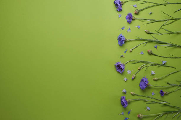 istock Summer blue cornflowers on a green  background with copy space. Flat lay, top view. 2156022859