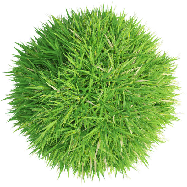 Hakonechloa is a genus of bunchgrass in the tribe Molinieae of the grass family, Poaceae, native to eastern Asia.Hakonechloa macra is a small, mostly shade-loving, clump-forming bunchgrass, slowly spreading in circumference.