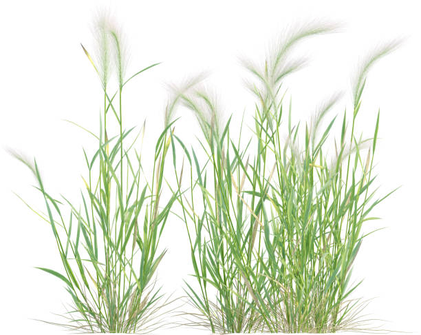 istock Side view of Foxtail Barley - Hordeum Jubatum 2156023127