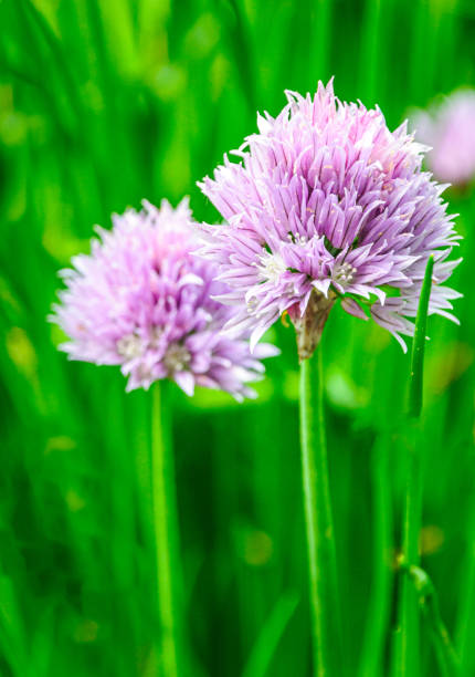 Closeup of a pair of chive blossoms in a Cape Cod garden against a green chive background.