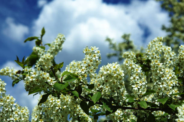 a flowering cherry tree in the spring season, a spring park with cherry trees with flowers and with the first green foliage in sunny weather