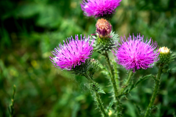 istock bright beautiful Pink thistle flowers 2156024448