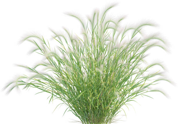 istock Side view of Foxtail Barley - Hordeum Jubatum 2156024535