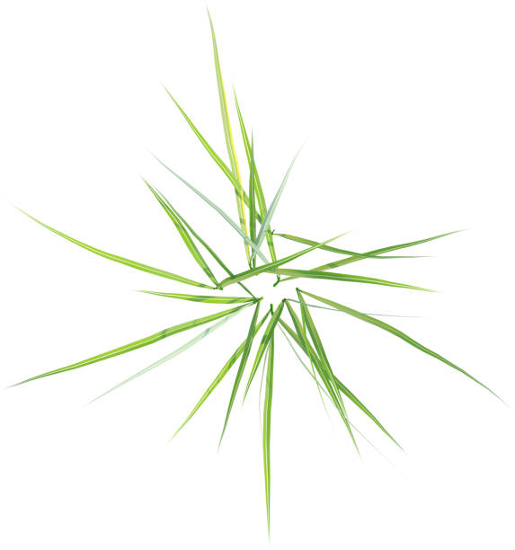 A green leaf color