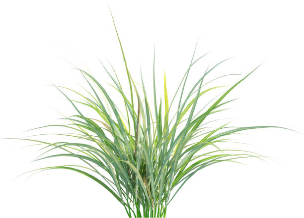 istock Side view of wild grass - Miscanthus Flavidus 2156026649