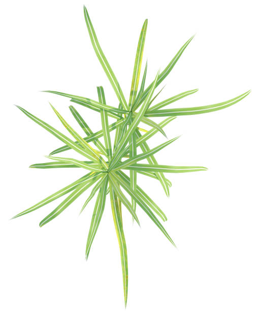 Miscanthus floridulus, the Pacific Island silvergrass, is a species of perennial grass in the family Poaceae. Is native to parts of eastern and southeastern Asia and the Pacific islands.