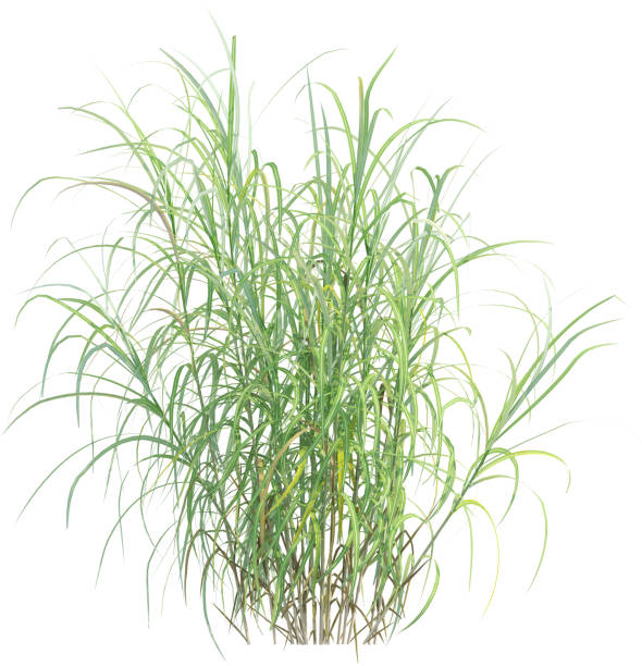 istock Side view of Japanese Wild Grass - Miscanthus Floridulus 2156027988