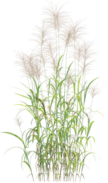 istock Side view of Giant Miscanthus - Miscanthus Giganteus 2156028375