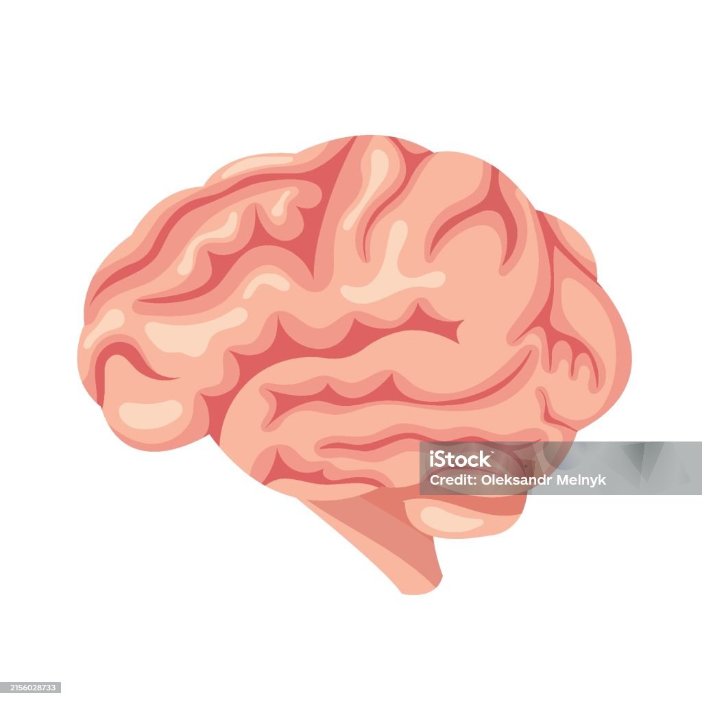 Brain Organ Vector Human Brain Vector Illustration Human Organ Isolated On White Stock ...