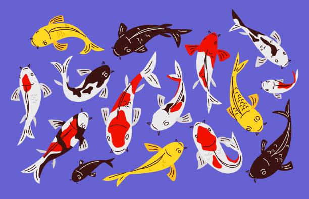 istock Colorful koi fish swimming on a purple background. 2156028875