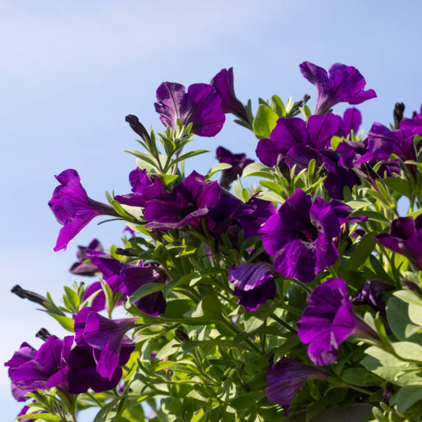 Close up of blooming purple petunia flowers with their pattern, shape and texture