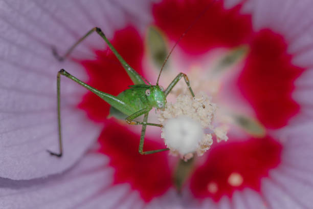 A green grasshopper eats nectar sitting on a pink and white flower and looks at the camera. close-up.
