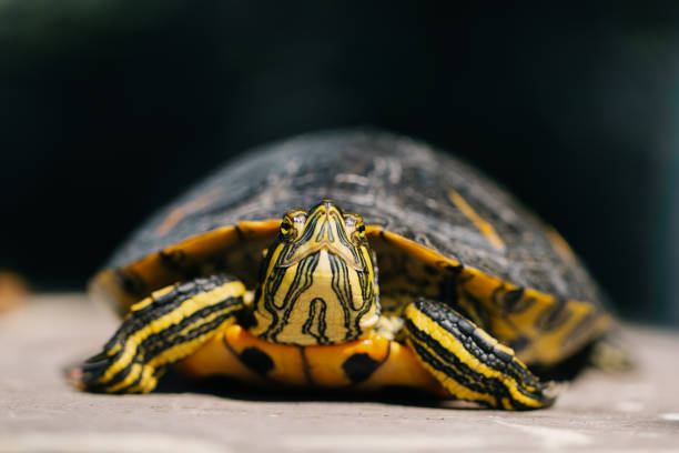 istock The turtle is green yellow red in close-up. 2156031528