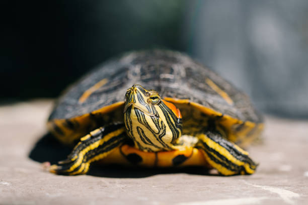 istock The turtle is green yellow red in close-up. 2156031537