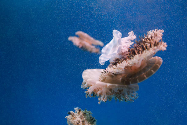 Underwater photography of jellyfish