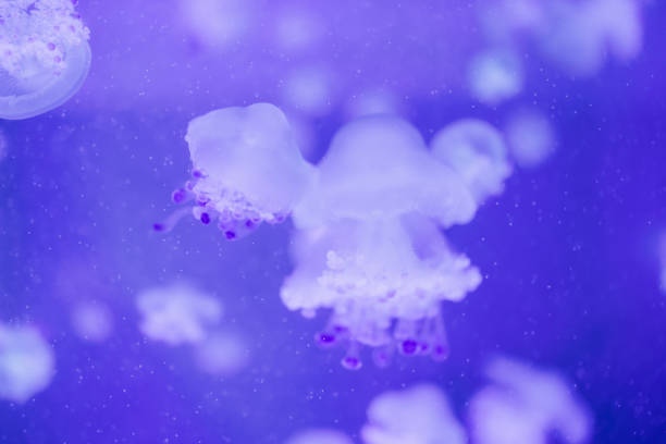 Macro of a beautiful jellyfish phyllorhiza punctata