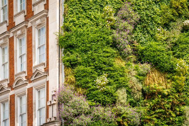 Green, living wall of an old building. Environmentally friendly vertical gardens in the cities