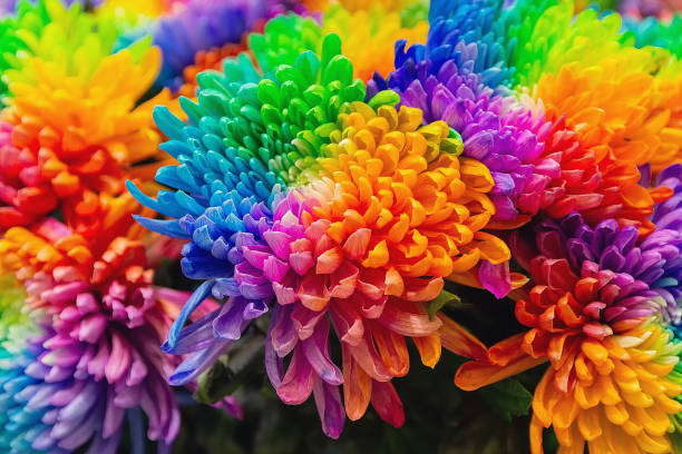 istock Beautiful chrysanthemums painted in different colors 2156033942