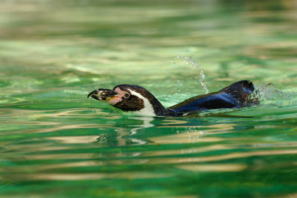 A penguin swimming in the water.
