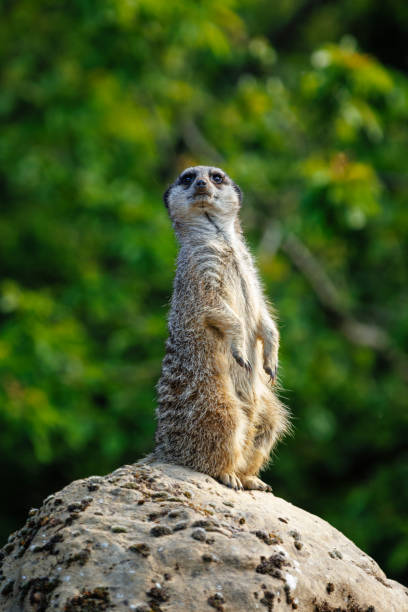 istock Meerkat perched on a rock in a forest. 2156035203