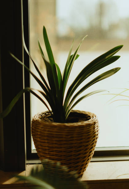 istock a plant in a basket sitting next to a window next to a book 2156035289