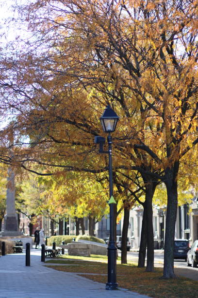 istock Sunny day in a park with golden autumn trees 2156035467