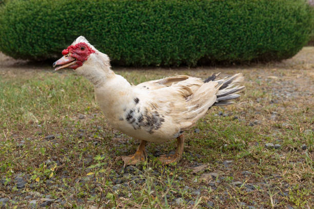 istock Closeup of a duck on a meadow 2156036084