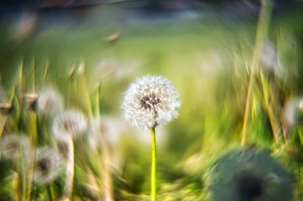 Close up photo of a dandelion in seed