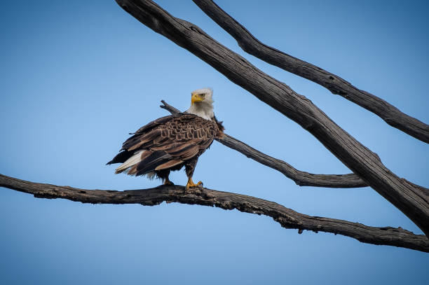 istock Majestic eagle sitting on a tree branch outdoors 2156036379