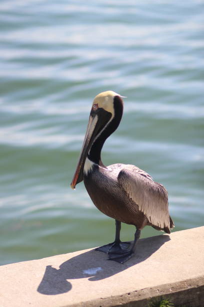 istock Brown pelican (Pelecanus occidentalis) perched on a concrete ledge by the sea 2156036611