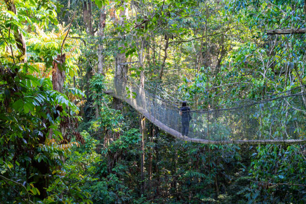 istock Canopy walk Gunung Mulu National Park, Malaysia 2156036862
