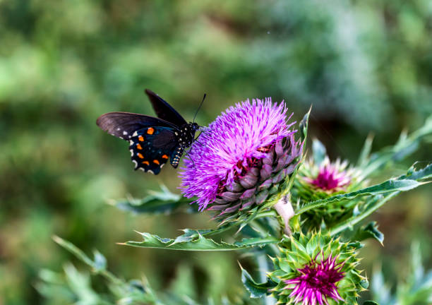 A Pipevine butterfly eating from a purple flower.