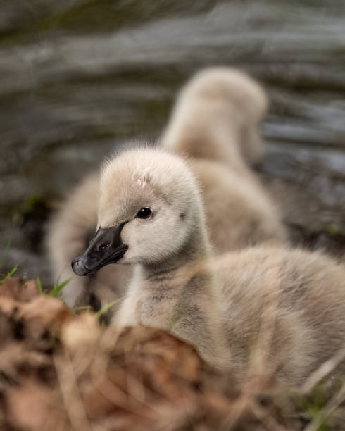 istock Tiny chicks wading in water together on the ground 2156038198