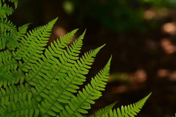 istock Insect crawling on a fern leaf in background 2156038403