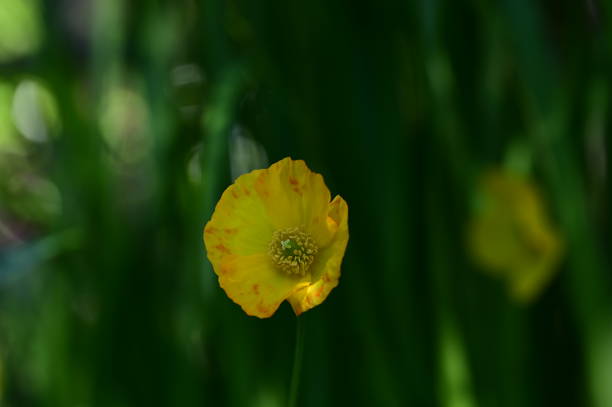 A bright yellow flower blooming on a sunlit stem in a cozy setting