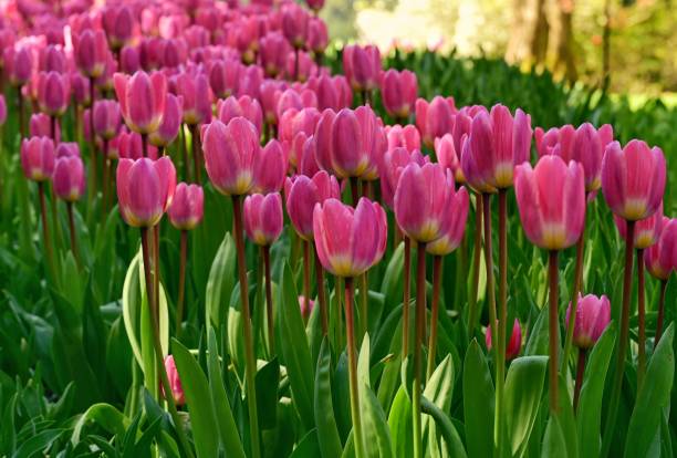 istock Rows of delicate pink tulips against a pale tree backdrop 2156038471