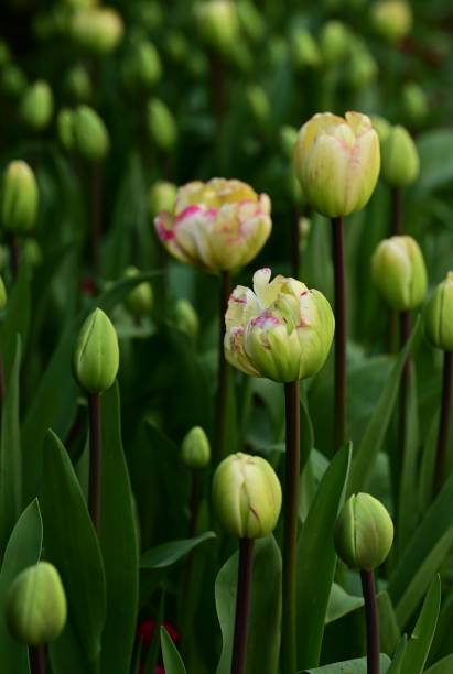 istock Tiny flowers blooming in a lush green field 2156038548