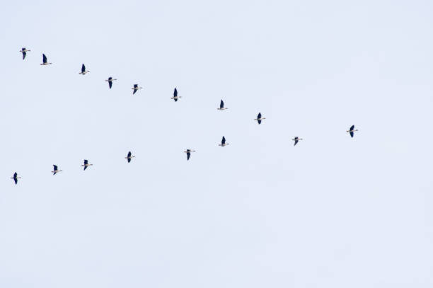 istock many birds flying in formation on a clear day sky above 2156038840