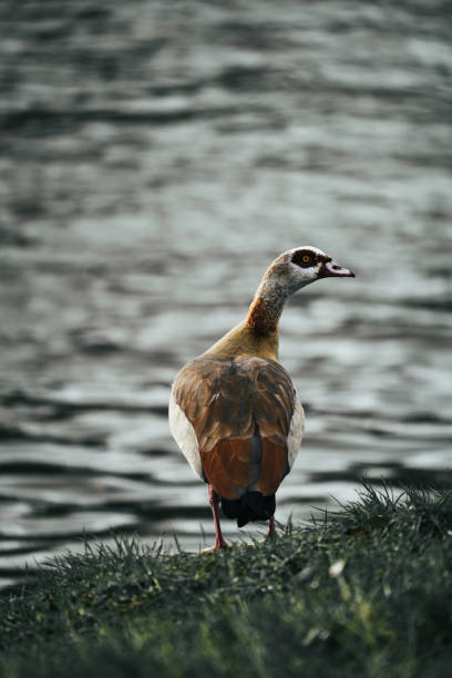 A goose with a long neck standing near a serene lake