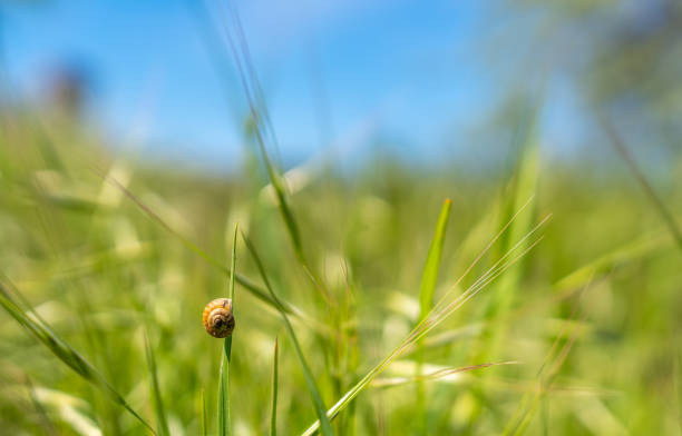 A snail crawls through grass and trees in a natural setting