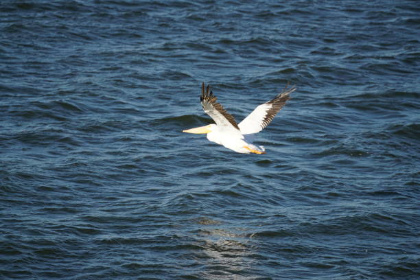 White Pelican soaring above the ocean