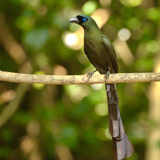 istock Racket-tailed Treepie in Thailand perched on a branch 2156040030