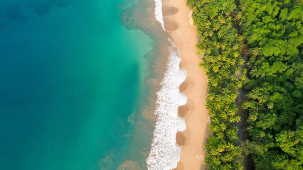 istock a beach is lined with green bushes and a sandy shore 2156040336