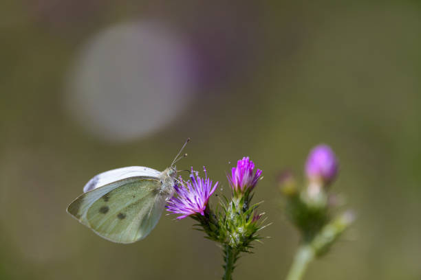 Beautiful colorful butterfly known as the Eastern Bath White - Pontia edusa - on the knapweed flower. Summer background with copy space.