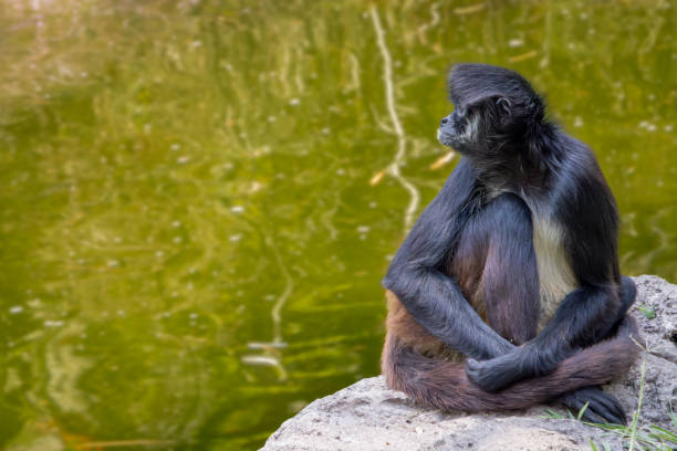 istock Monkey seated near water in a natural setting. 2156040591