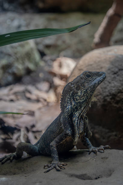 istock Chlamydosaurus kingii lizard on rocks in the wild. 2156040592