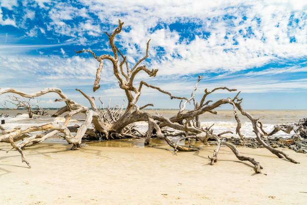 A scenic Driftwood Beach on Jekyll Island, GA.